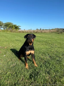 Late morning starts extra walkies with my girl