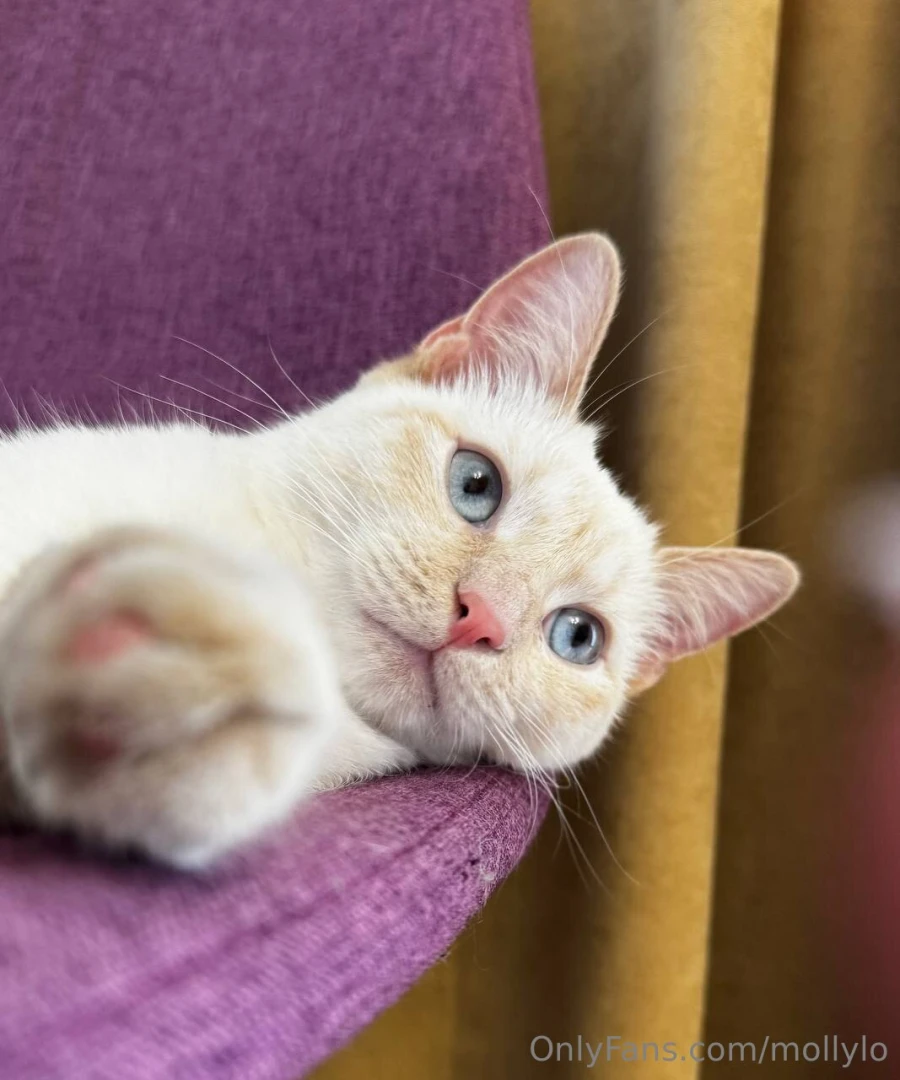 My sweet kitten it s a beautiful picture isn t it 