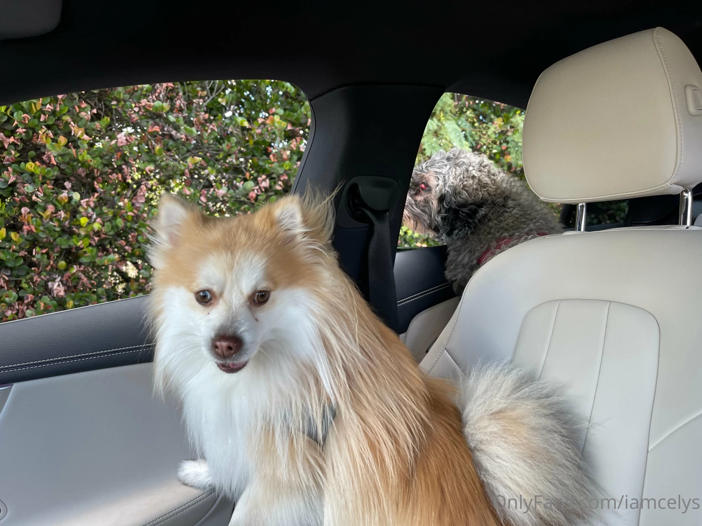 Lowkeycelys1 part 47 