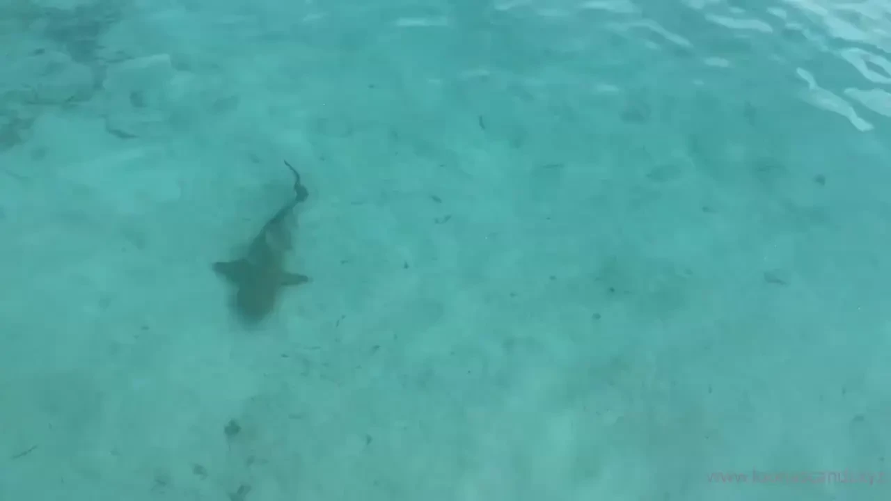 My best shark video 