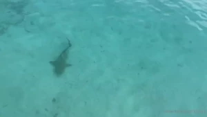 My best shark video