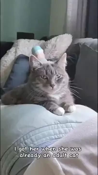 Say hello to my fur babies pt 1 so we ve been on the book tour for a 