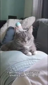 Say hello to my fur babies pt 1 so we ve been on the book tour for a