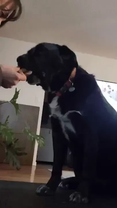 Say hello to my fur babies pt 1 so we ve been on the book tour for a part 1 