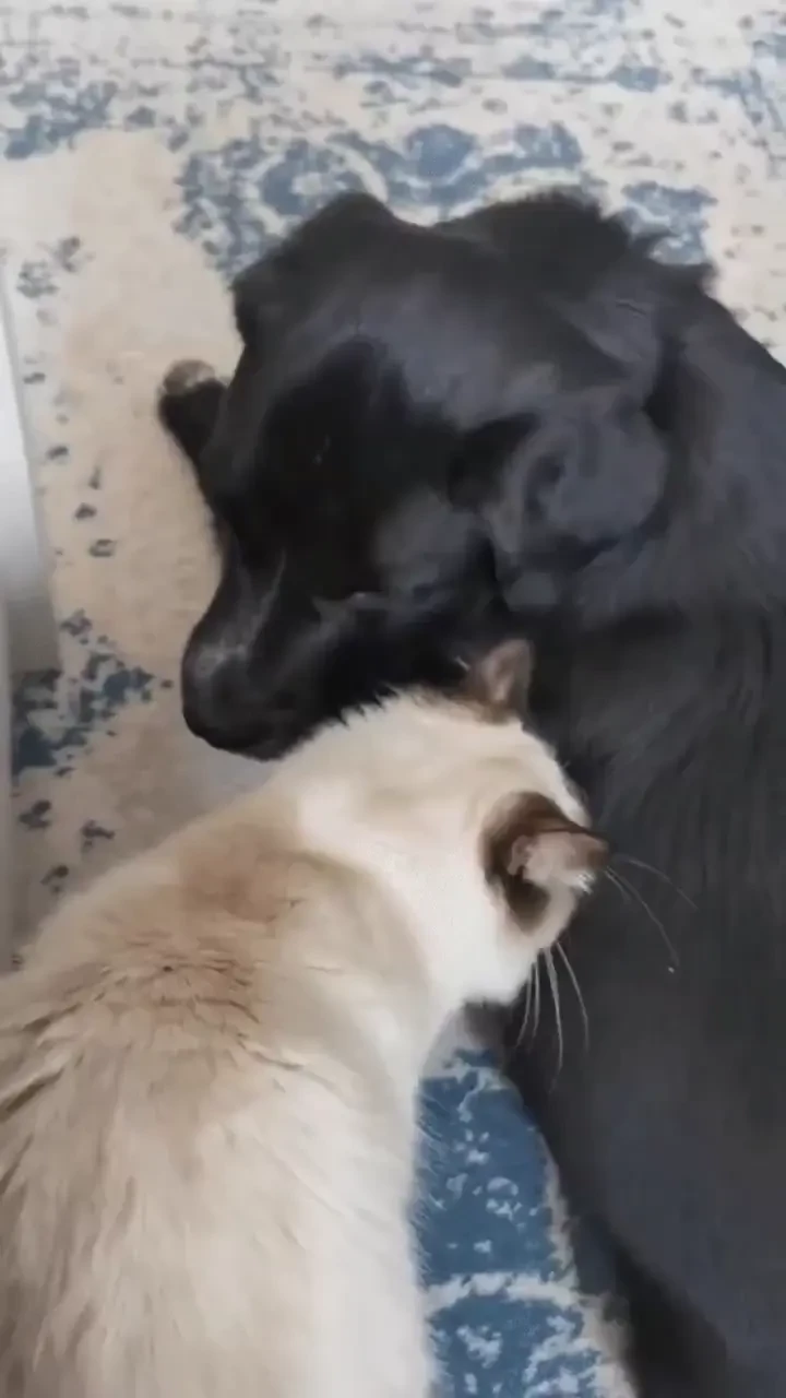 Say hello to my fur babies pt 2 last week we finished up my book tour 