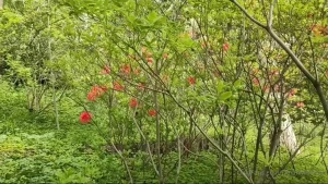 Today i spend a beautiful relaxing time in the botanical gardens in