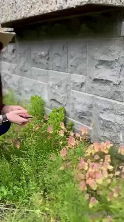 How to harvest mint with piper blush 