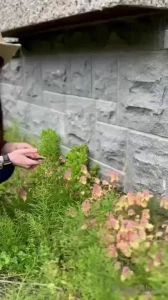 How to harvest mint with piper blush