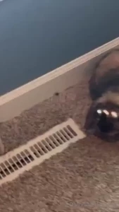 Here is the daisy btw temp_rising