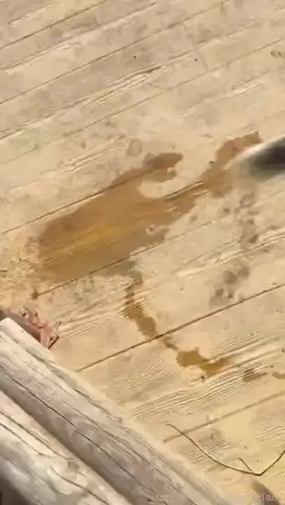 At the zoo 