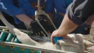 New episode out now bec is back watch here https of tv creators