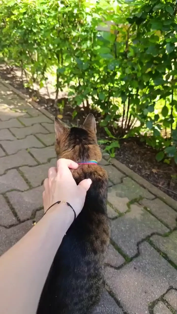 Kitty part 127 