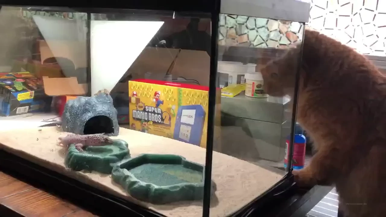 We got a new leopard gecko 