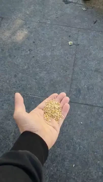 Birds feeding from hand 