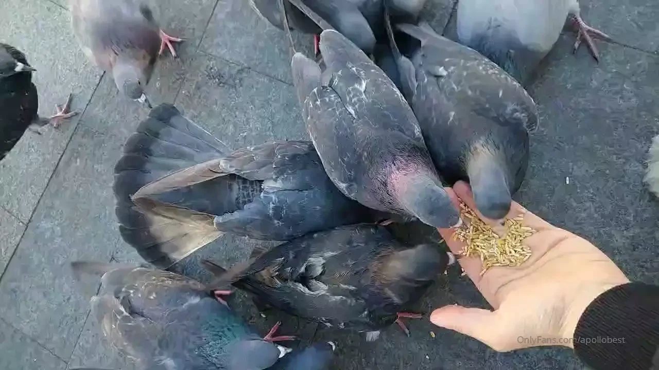 Feed birds from hand 