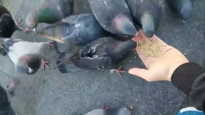 Feed birds from hand