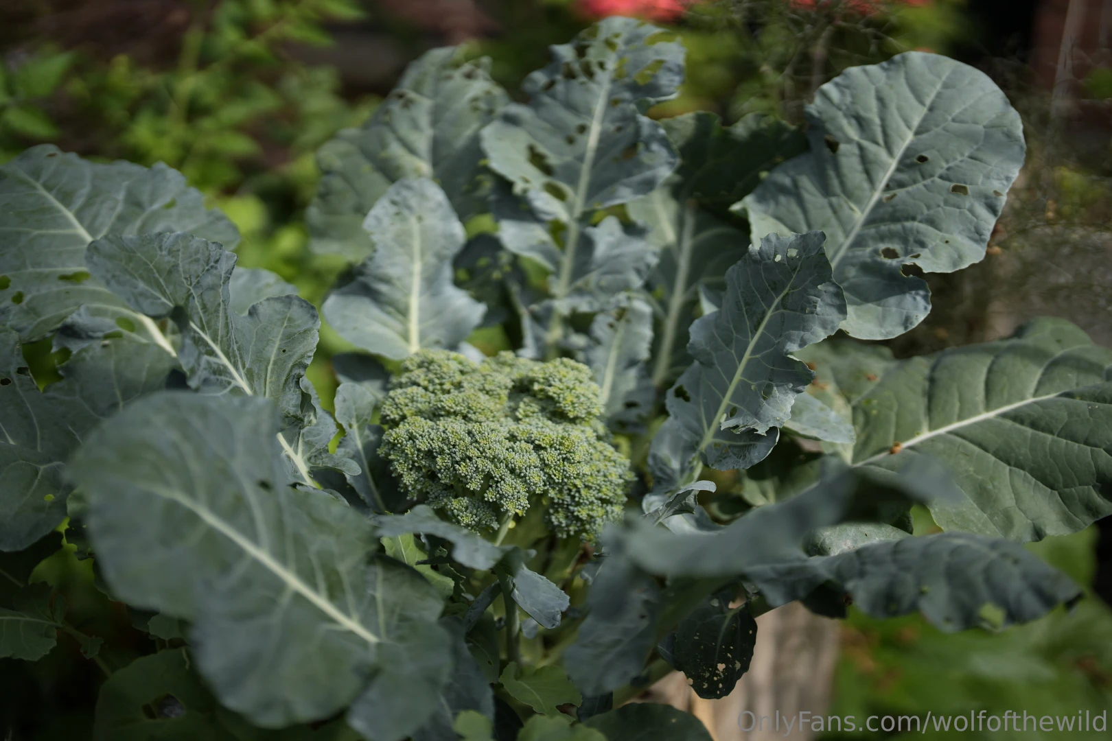 Got my hands dirty in the garden today and look what i found who wants part 1 