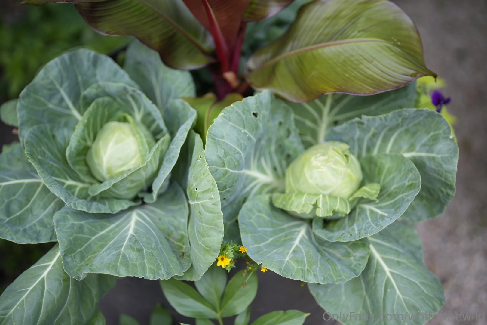 They say you are what you eat so i m serving up some fresh homegrown 