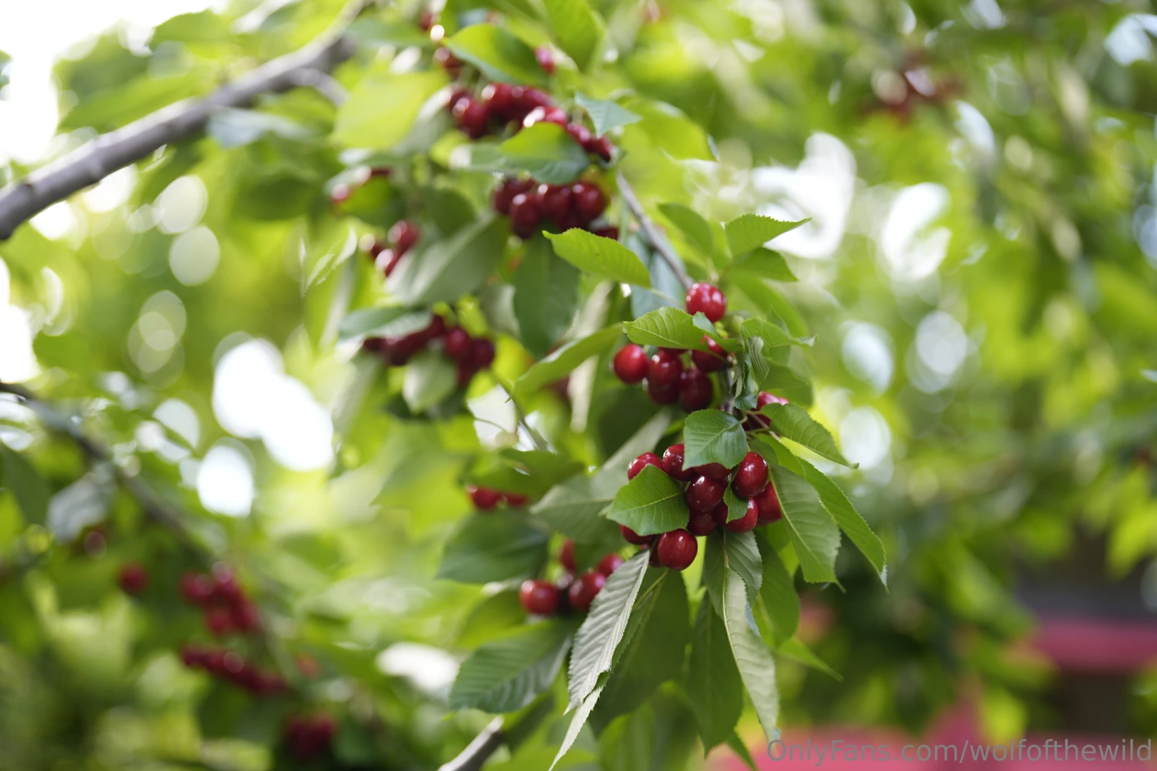 Getting my hands on some ripe juicy cherries wonder what else i can 