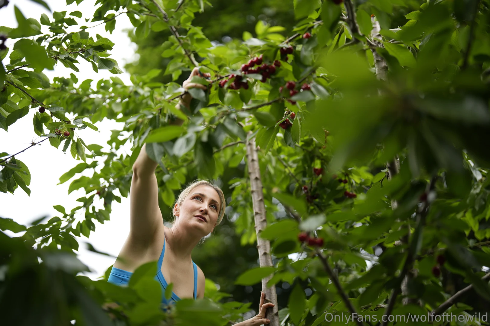 Getting my hands on some ripe juicy cherries wonder what else i can part 1 