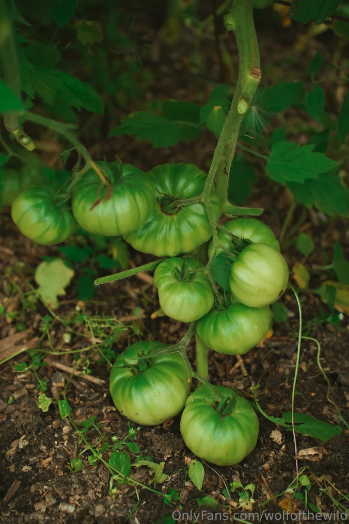 There s nothing better in the world than big juicy ripe homegrown part 2 