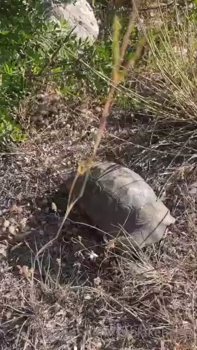 Good morning the last couple days have been spent searching for new part 4 