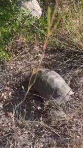 Good morning the last couple days have been spent searching for new part 4