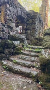 Barbie got lost in the woods