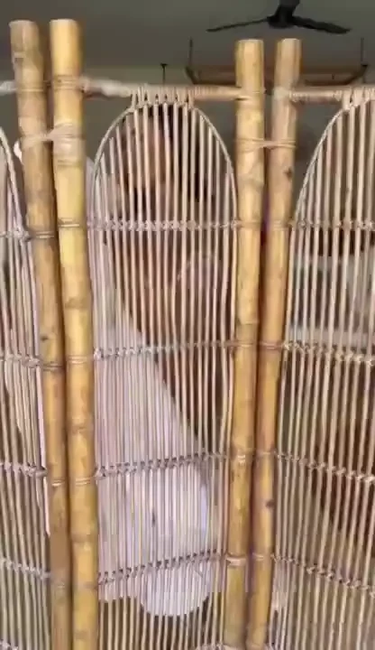 Papi did you wake up wanting to play 