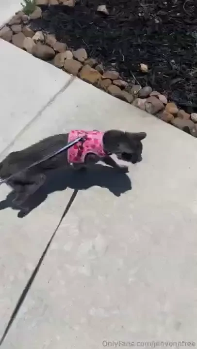 Walking coco 