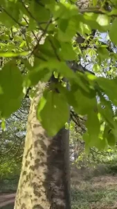 The sounds of nature are so relaxing i try to spend at least an hour