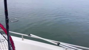 Welcome to camping and catfishing at lake whitney with the waffles fam