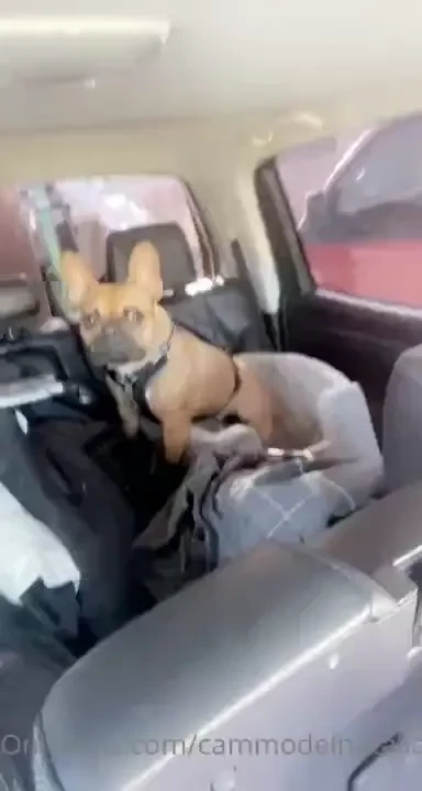 He s so silly he loves car rides 