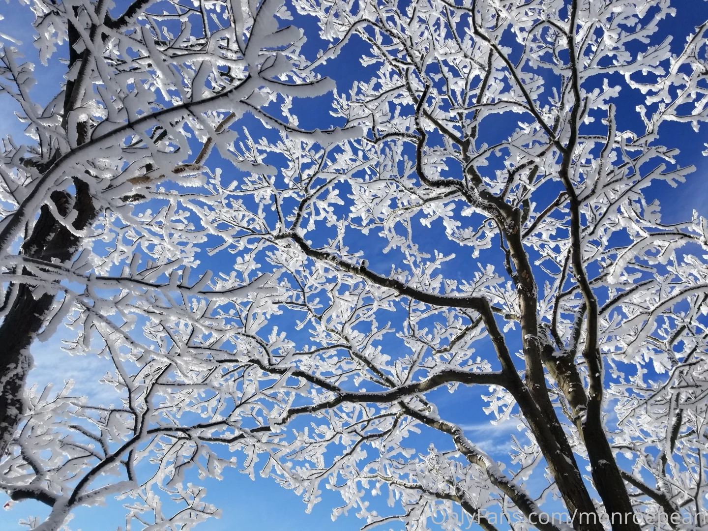 I took this picture after a snow storm it is so beautiful 