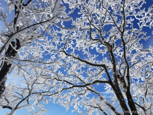 I took this picture after a snow storm it is so beautiful