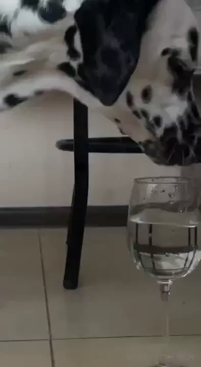 Hahahahahaha he loves to sip with mommy so much 