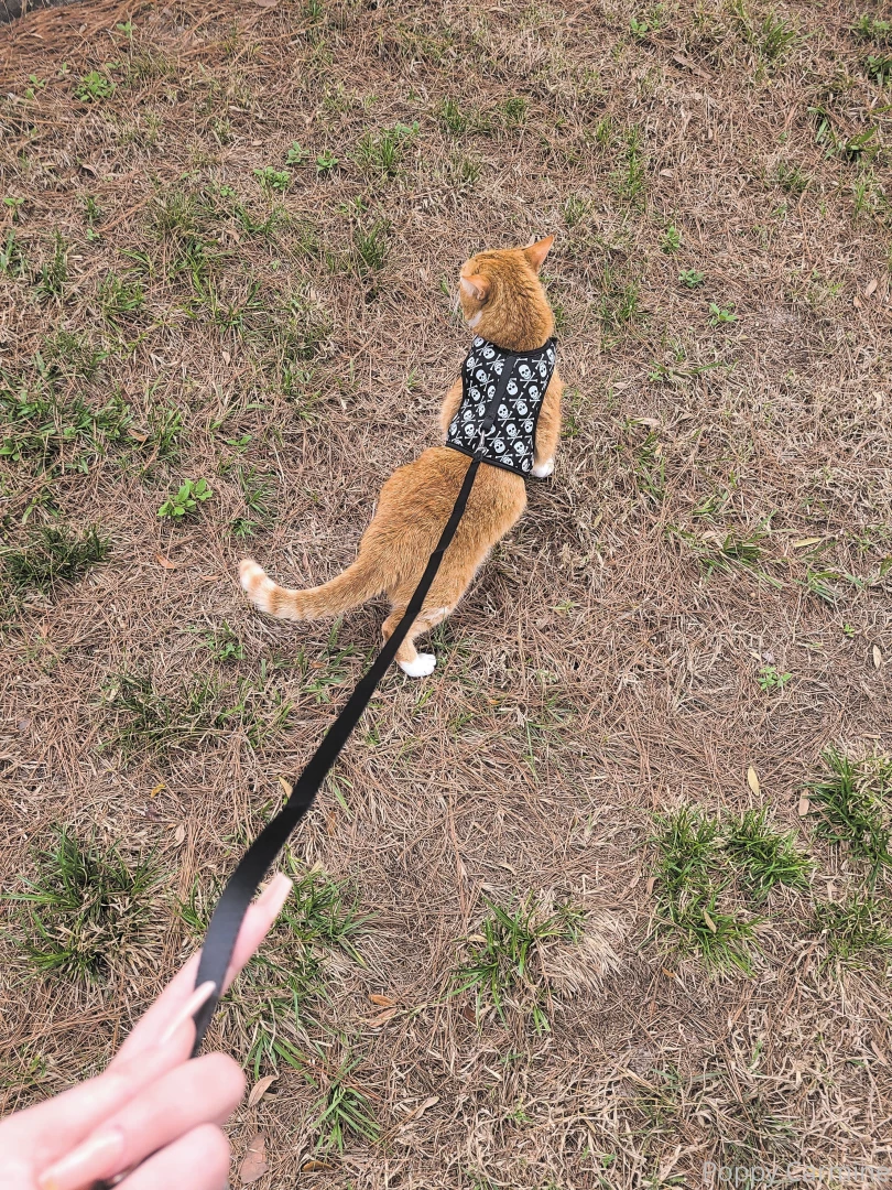 I took my pussy for a walk 