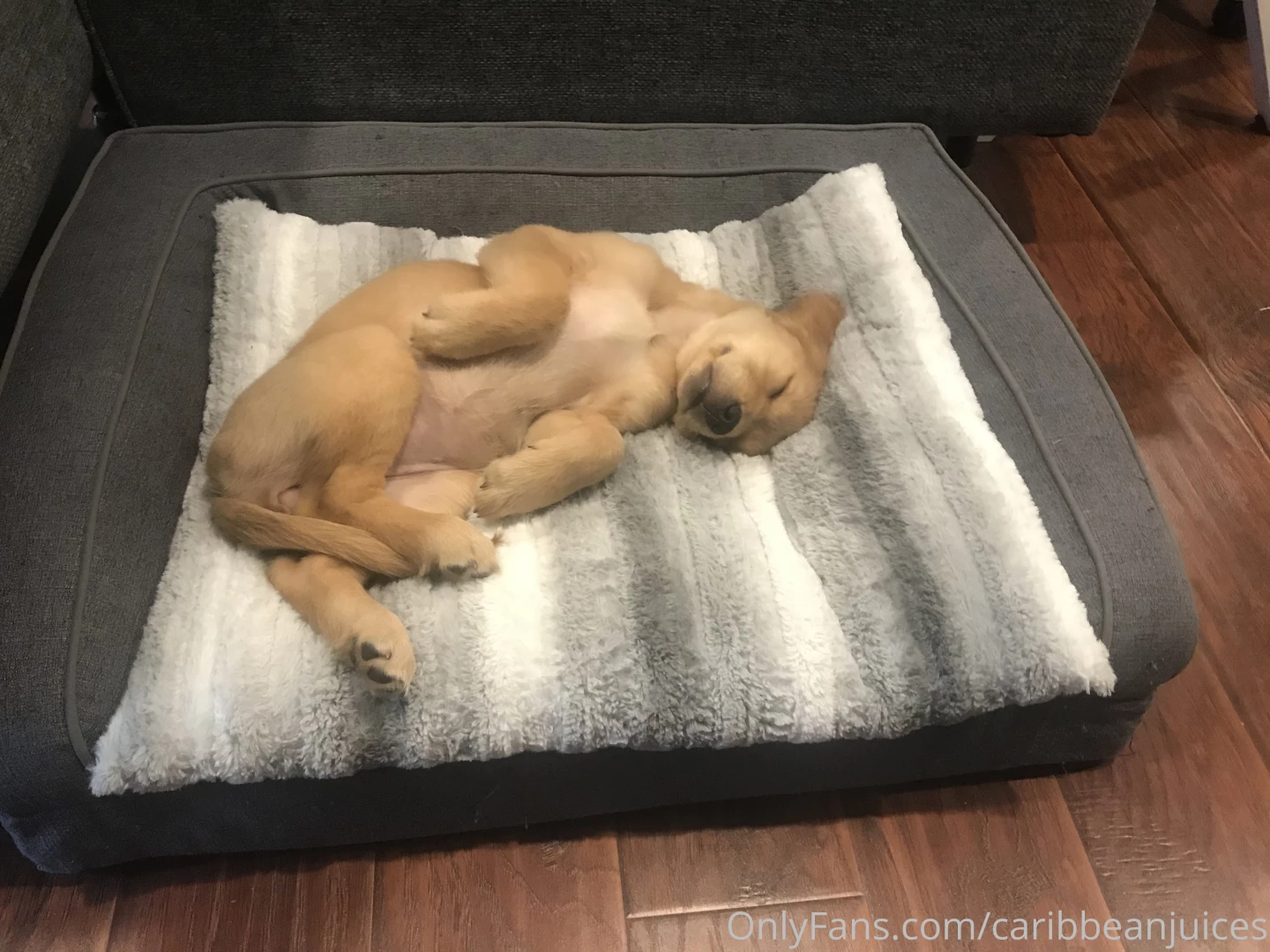 The little one is worn out 