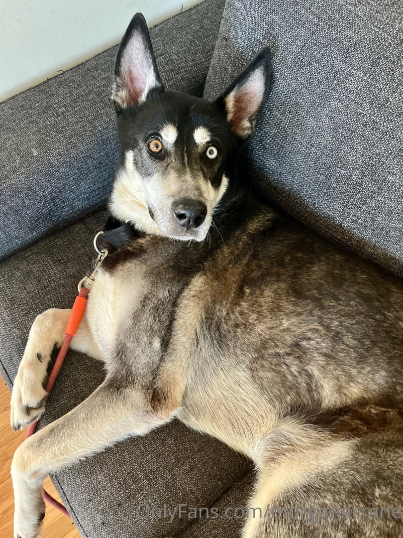 God trauma sucks i hate it it stinks anyway i got a dog and i m hot part 3 