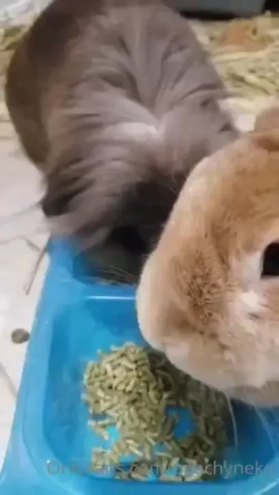 Im back i disappeared for a few days to take care of my lil bunny boy part 2 