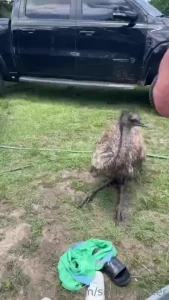 Little behind the scenes from our trough scenes