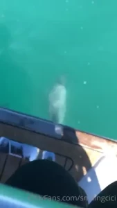 Destress with this dolphin from my new year s eve summer break i m in
