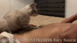 Tengo dos gatitos la gata es una vaga nunca esta en casa se desparece
