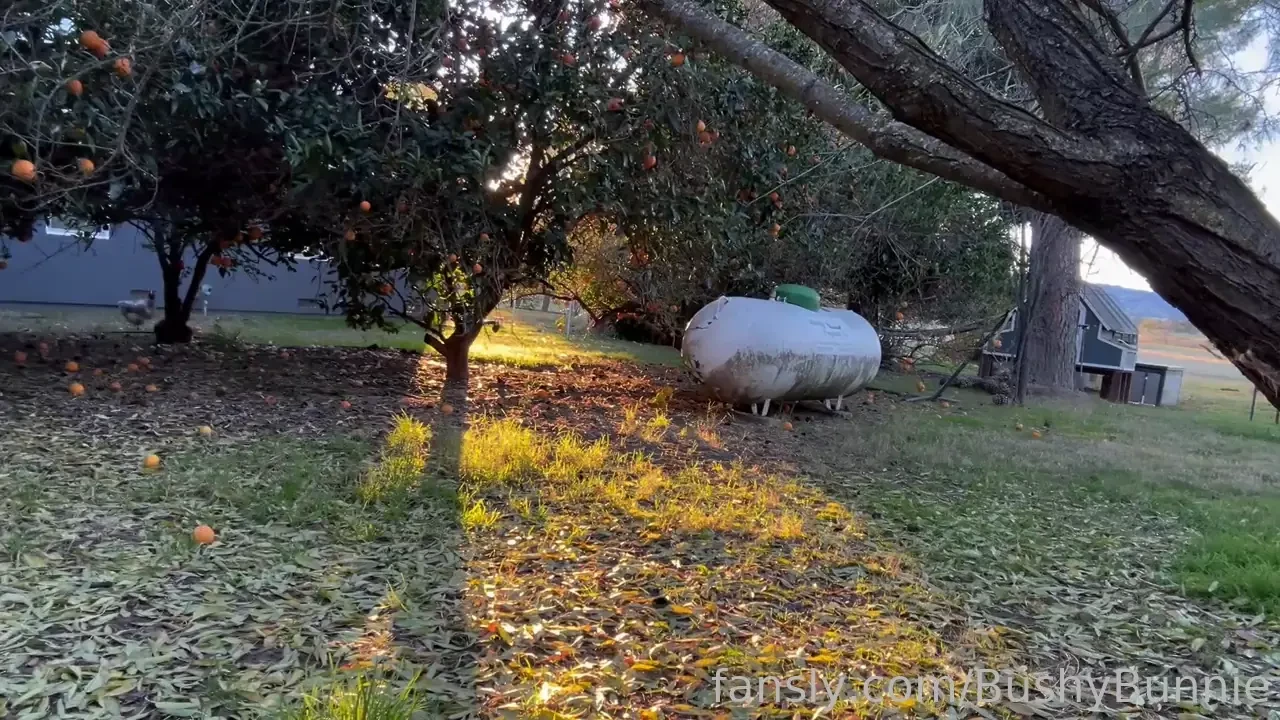 A new outdoor pee at sunset my butthole looks beautiful in the golden 