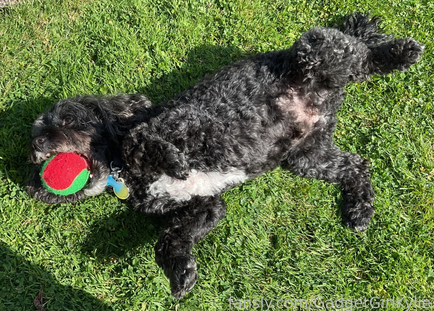 He s enjoying some belly rubs while protecting his ball dog cute pet 