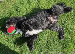 He s enjoying some belly rubs while protecting his ball dog cute pet