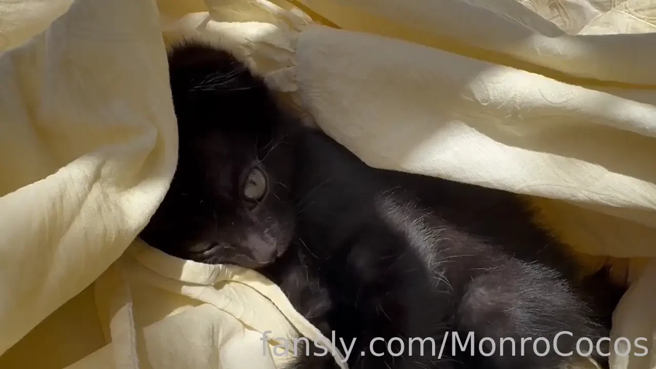 Meet my new kitten his name is kulebyaka that s the name of the pie in part 1 