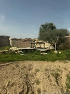 Was at the al-ain open zoo today part 1