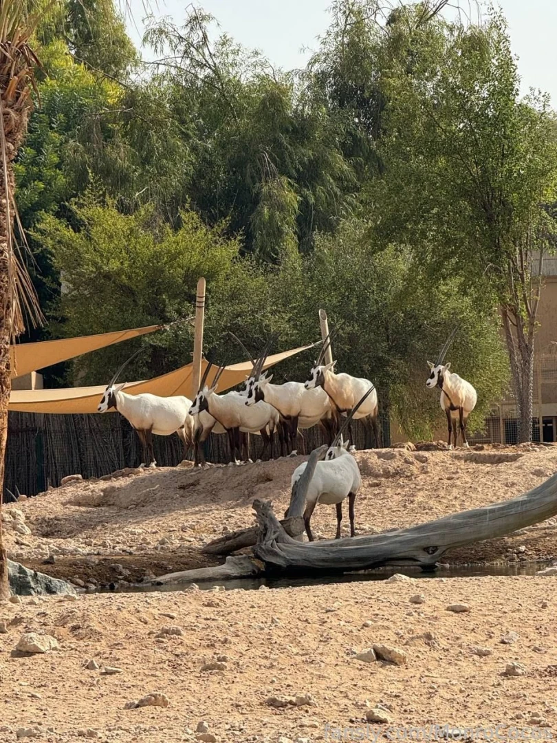 Was at the al-ain open zoo today 