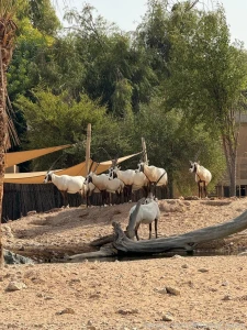 Was at the al-ain open zoo today